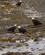 120 Hvidhoved Havoerne Fouragerer Ved Lavvande Juneau Alaska USA Anne Vibeke Rejser DSC00250
