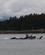 140 Hvaler Spiser Krill Ved Juneua Alaska USA Anne Vibeke Rejser DSC00353