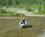 500 Der Vaskes Efter Guld I Bonanza Creek Dawson Yukon Canada Anne Vibeke Rejser IMG 9267