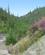 590 Naturens Egen Genopbygning Bonanza Creek Dawson Yukon Canada Anne Vibeke Rejser IMG 9253