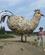 710 Kylling I Chicken Alaska USA Anne Vibeke Rejser IMG 9400