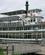 801 Riverboat Discovery III Paa Chena River I Fairbanks Alaska USA Anne Vibeke Rejser IMG 9504