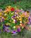 817 Blomsterdekorationer Ses Overalt Chena Native Village Fairbanks Alaska USA Anne Vibeke Rejser IMG 9550