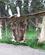 819 Skind Toerres Chena Native Village Fairbanks Alaska USA Anne Vibeke Rejser IMG 9561