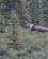 950 Enlig Moose Tyr Denali National Park Alaska USA Anne Vibeke Rejser DSC00967