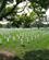 313 Tusinder Af Gravsten Arlington National Cemetery Washington D.C. USA Anne Vibeke Rejser IMG 1357