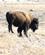 821 Bison Yellowstone N.P. Wyoming USA Anne Vibeke Rejser DSC03865