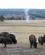 920 De Foerste Bisonokser Yellowstone National Park Wyoming USA Anne Vibeke Rejser IMG 2057