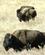 922 Buffalo Bison Yellowstone National Park Wyoming USA Anne Vibeke Rejser DSC03856
