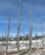 951 Doede Traeer Ved Lower Geyser Basin Yellowstone N.P. Wyoming USA Anne Vibeke Rejser IMG 2013