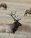 971 Elk Tyr Ved Sin Flok Yellowstone N.P. Wyoming USA Anne Vibeke Rejser DSC03939