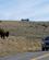 973 Bison Ved Vejen Yellowstone N.P. Wyoming USA Anne Vibeke Rejser DSC03864