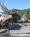 1044 Moose Jackson Hole Wyoming USA Anne Vibeke Rejser IMG 9569