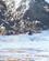 1910 Soeloever Paa Bird Rock Ved 17 Mile Drive Monterey Californien USA Anne Vibeke Rejser Dsc04183 Large
