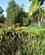 2027 Eksotiske Planter Botanisk Have San Francisco Californien USA Anne Vibeke Rejser IMG 2771
