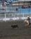 1076 Fange Kalv Med Lasso Rodeoshow Cody Wyoming USA Anne Vibeke Rejser DSC00091