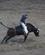 1078 Paa Gal Tyr Rodeoshow Cody Wyoming USA Anne Vibeke Rejser DSC00130