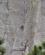 1120 Devils Tower Er Populaert Blandt Bjergklatrer Devils Tower Wyoming USA Anne Vibeke Rejser DSC00201