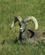 1305 Tykhornsfaar (Bighorn Sheep) Bear Country South Dakota USA Anne Vibeke Rejser DSC00280