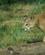 1309 Bjergloeve (Puma) Bear Country South Dakota USA Anne Vibeke Rejser DSC00325