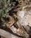 2109 Klapperslange Paa Vandrestien Ved South Rim Grand Canyon N. P. Arizona USA Anne Vibeke Rejser DSC00796