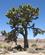 2412 Yacca Brevfolia Joshua Tree National Park Californien USA Anne Vibeke Rejser IMG 0399