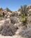 2430 Hidden Valley Omgivet Af Store Sten Joshua Tree National Park Californien USA Anne Vibeke Rejser IMG 0407