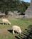 2214 Dyrehold Plimoth Plantation Plymouth Massachusetts USA Anne Vibeke Rejser IMG 2872