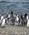 500 Magellanpingviner Ved Seno Otway Patagonien Chile Anne Vibeke Rejser DSC08134