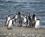 500 Magellanpingviner Ved Seno Otway Patagonien Chile Anne Vibeke Rejser DSC08134