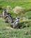 506 Pingvinerne Har Reder I Jordhuler Seno Otway Patagonien Chile Anne Vibeke Rejser IMG 3141