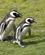 510 Pingviner Holder Sammen Hele Livet Seno Otway Patagonien Chile Anne Vibeke Rejser DSC08129