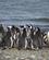521 Pingviner Paa Stranden Seno Otway Patagonien Chile Anne Vibeke Rejser DSC08138