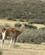 640 Guanaco I Torre Del Paine National Park Patagonien Chile Anne Vibeke Rejser DSC08177