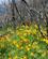 824 Liljer I Skoven Torres Del Paine National Park Patagonien Chile Anne Vibeke Rejser IMG 3275
