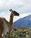 860 Guanaco Torres Del Paine National Park Patagonien Chile Anne Vibeke Rejser DSC08254