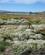 942 Fuglereservatet Laguna Nimez Lago Argentino El Calafate Patagonien Argentina Anne Vibeke Rejser IMG 3482