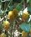 114 Eksotiske Planter Zingiber Spectabile Lankester Garden Cartago Coata Rica Anne Vibeke Rejser PICT0038