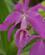 118 Costa Ricas Nationalblomst Guarianthe Lankester Garden Cartago Coata Rica Anne Vibeke Rejser PICT0041