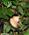 200 Hvidhovet Abe Tortuguero National Park Costa Rica Anne Vibeke Rejser PICT0258