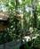 222 Haevet Brosystem Leder Frem Til Hytterne Tortuguero National Park Costa Rica Anne Vibeke Rejser PICT0107