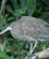 255 Tigerhejre Tortuguero National Park Costa Rica Anne Vibeke Rejser PICT0164