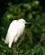 256 Snehejre Tortuguero National Park Costa Rica Anne Vibeke Rejser PICT0189