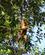 270 Edderkopabe Tortuguero National Park Costa Rica Anne Vibeke Rejser PICT0181