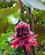 324 Eksotiske Fakkel Ingefær Tiltraekker Kolibrierne La Quinta Chilamate Costa Rica Anne Vibeke Rejser PICT0063