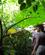472 Gennem Regnskoven Arenal Costa Rica Anne Vibeke Rejser PICT0156