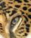 530 Jaguar Las Pumas Rescue Center Costa Rica Anne Vibeke Rejser PICT0231