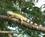 600 Leguan Bebedero Palo Verde National Park Costa Rica Anne Vibeke Rejser PICT0492
