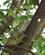 632 Ofte Falder Groenne Leguaner I Et Med Loevt Bebedero Palo Verde National Park Costa Rica Anne Vibeke Rejser PICT0445