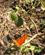716 Orange Julia Sommerfugl Rincon De La Vieja Costa Rica Anne Vibeke Rejser PICT0281
